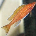 Paracyprichromis nigripinnis mâle albinos