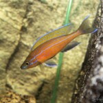 Paracyprichromis nigripinnis