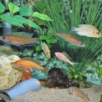 Paracyprichromis nigripinnis