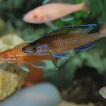 Paracyprichromis nigripinnis