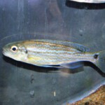 Perissodus