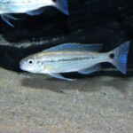 Perissodus eccentricus