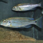Perissodus eccentricus