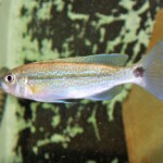 Perissodus eccentricus