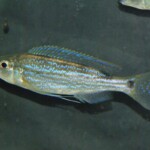 Perissodus eccentricus