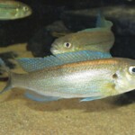 Plecodus paradoxus