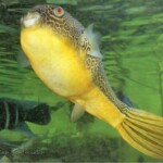 Tetraodon mbu