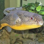 Tetraodon mbu