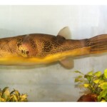 Tetraodon mbu