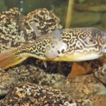 Tetraodon mbu