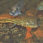 Tetraodon mbu
