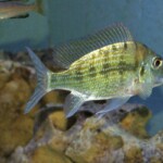 Tylochromis polylepis