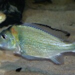 Tylochromis polylepis