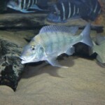 Tylochromis polylepis
