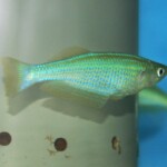 lamprichthys tanganicanus