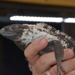 Ctenosaura pectinata