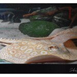 Potamotrygon sp pearl albinos