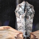 Anolis dimorphicus NC 2023