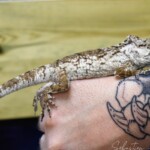 Anolis Chamaeleolis porcus