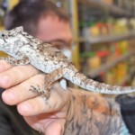 Anolis Chamaeleolis porcus