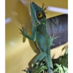 Anolis baracoae femelle