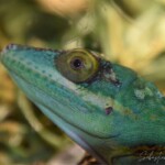 Anolis baracoae femelle