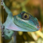 Anolis baracoae femelle