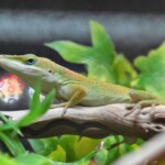 Anolis carolinensis