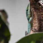 Anolis carolinensis