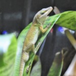 Anolis carolinensis