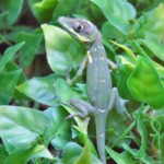 Anolis equestris Potior