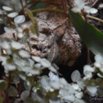 Anolis extermus