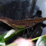 Anolis extremus