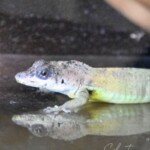 Anolis extremus