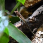Anolis extremus