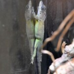 Anolis extremus