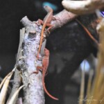 Anolis sagrei Red NC 2023