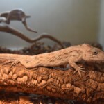 Anolis