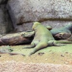 Chuckwalla Sauromalus alter