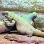 Chuckwalla Sauromalus alter