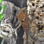 Corytophanes cristatus