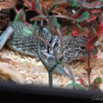 Crotaphytus collaris collaris blue line