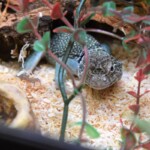 Crotaphytus collaris collaris blue line