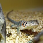 Crotaphytus collaris collaris