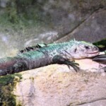 Ctenosaura bakeri