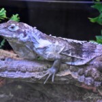 Ctenosaura palearis