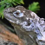 Ctenosaura palearis