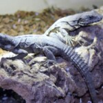 Ctenosaura quinquecarinata