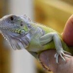 Iguana iguana Hypo albinos