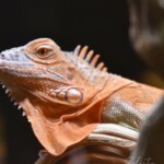 Iguana iguana Hypo albinos